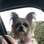 West Hills Animal Hospital