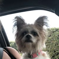 West Hills Animal Hospital ico