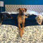 Veterinary Medical Center of Woodland Hills