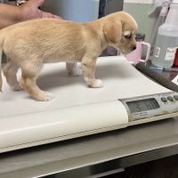Cottage Animal Hospital ico