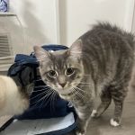 Mercy Crusade Spay, Neuter & Wellness Clinic