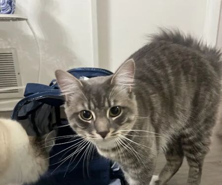 Mercy Crusade Spay, Neuter & Wellness Clinic