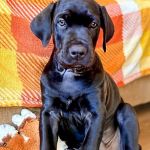 VIP Petcare Vaccination Clinic