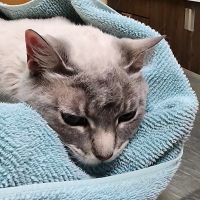 Adobe Animal Hospital ico