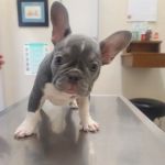 Oxnard Veterinary Hospital