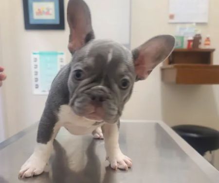 Oxnard Veterinary Hospital