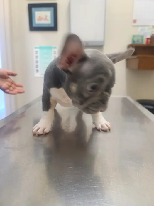 Oxnard Veterinary Hospital Picture 2