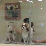 Petco