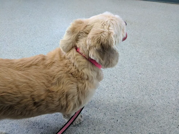 Marina Animal Hospital Picture 4