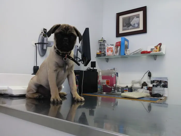 Marina Animal Hospital Picture 8