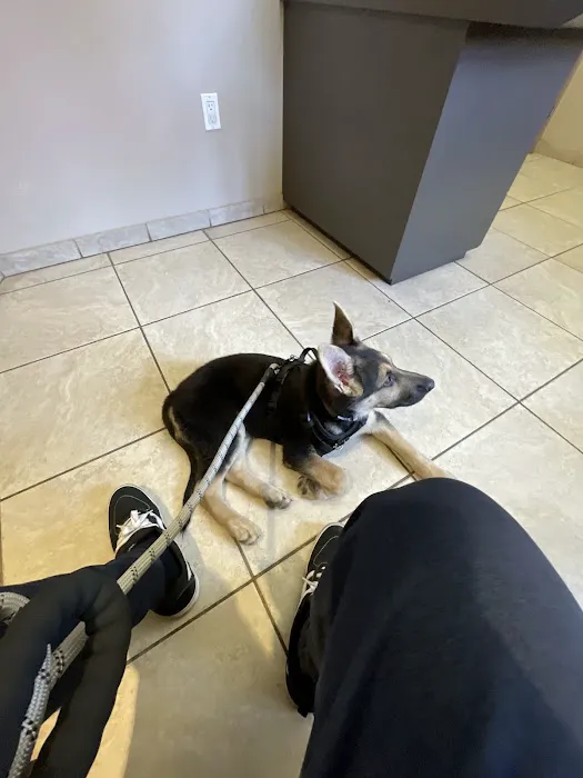 The Animal Doctor Picture 2