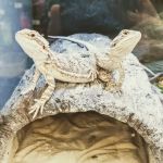 Petco