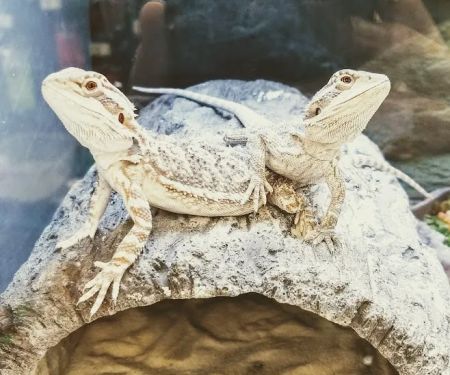 Petco