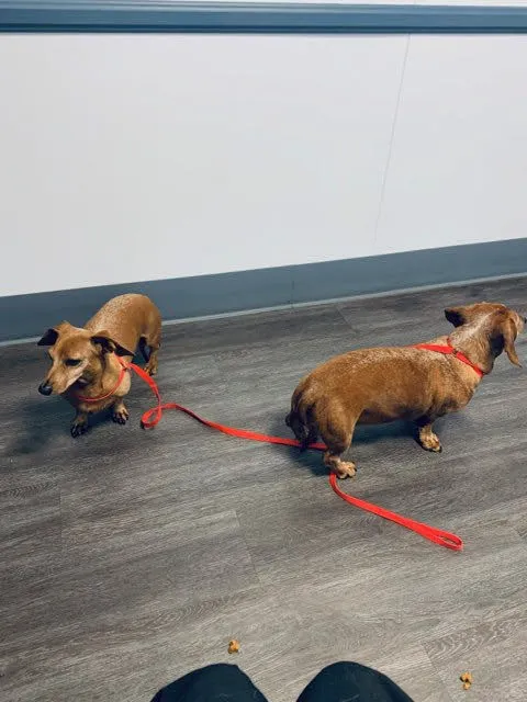 East Ventura Animal Hospital Picture 1
