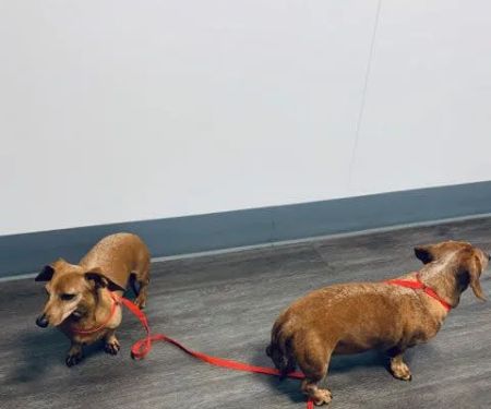 East Ventura Animal Hospital