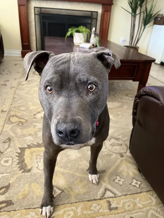 East Ventura Animal Hospital Picture 5
