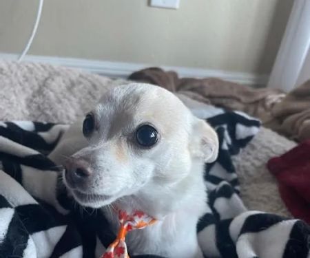 Unleashed by Petco