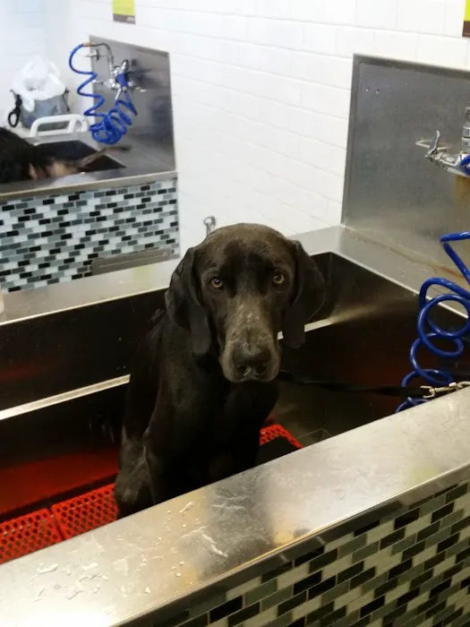 Unleashed by Petco Picture 10