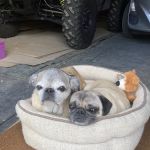 Horizon Veterinary Specialists
