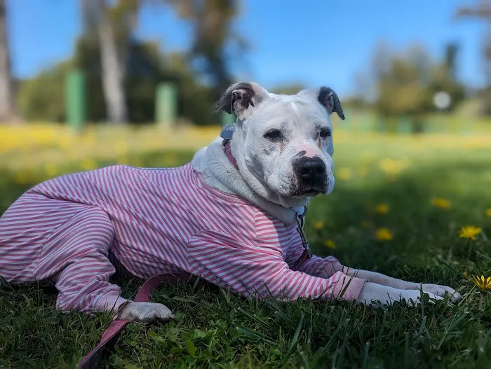 Horizon Veterinary Specialists Picture 4