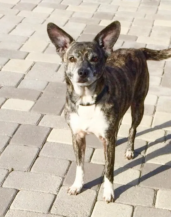 Horizon Veterinary Specialists Picture 9
