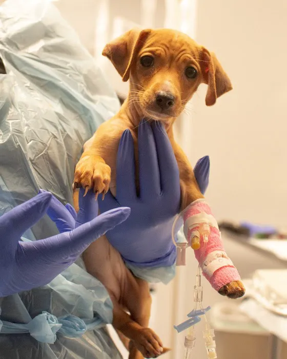 Horizon Veterinary Specialists Picture 8