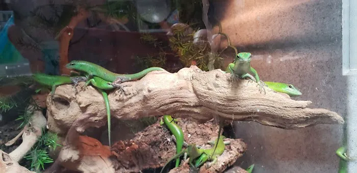 Reef and Reptile Company Picture 5