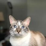 West Valley Pet Clinic
