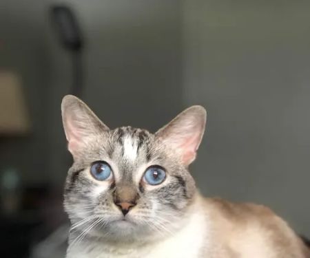 West Valley Pet Clinic