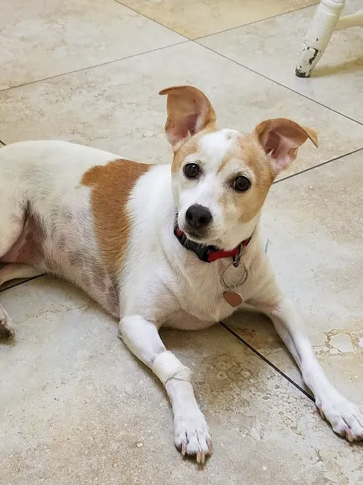 Fallbrook Veterinary Clinic Picture 5
