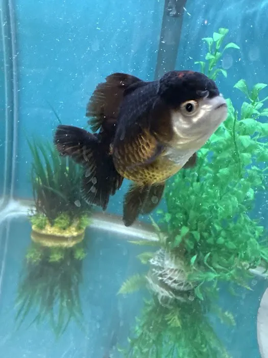 Garage Aquatics Picture 4