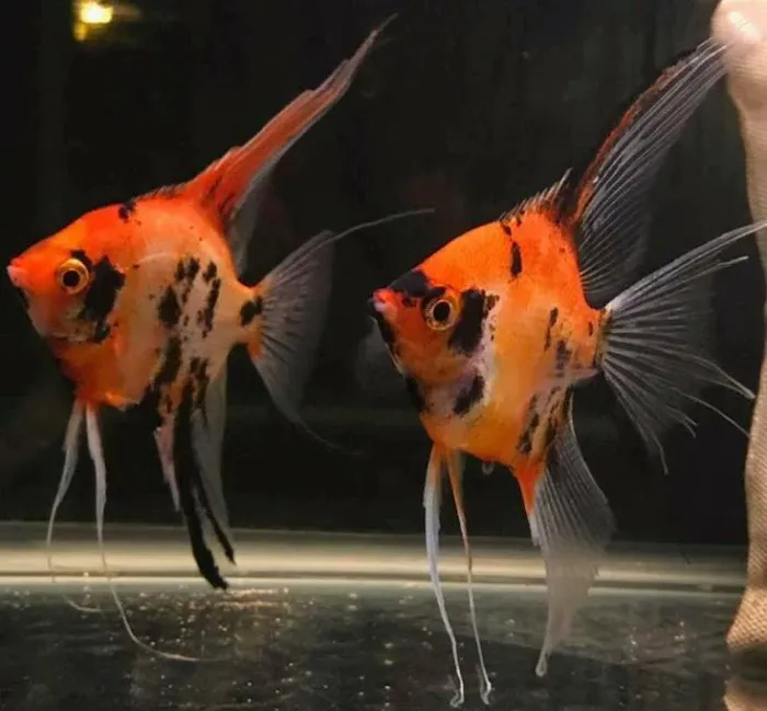 Garage Aquatics Picture 3