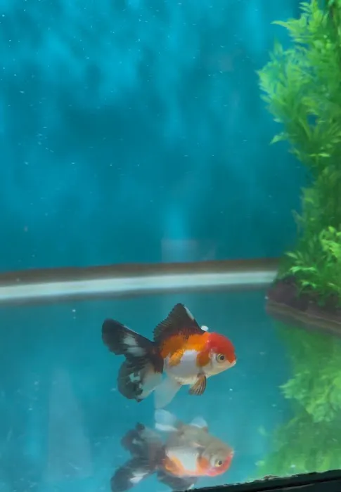 Garage Aquatics Picture 1