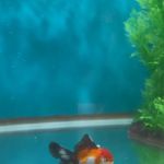 Garage Aquatics