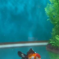 Garage Aquatics ico