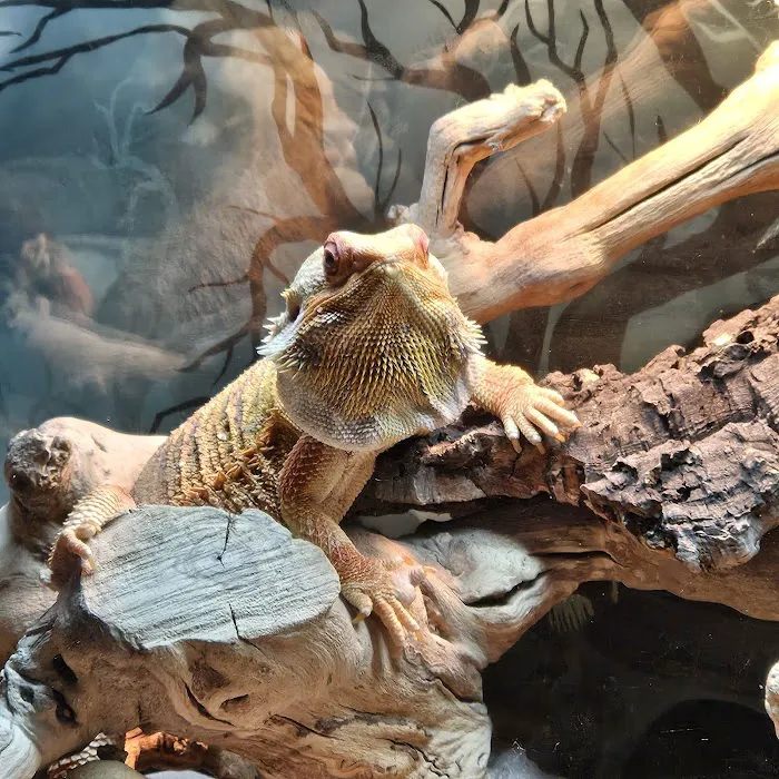 San Diego Reptile Co. Picture 2