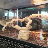 San Diego Reptile Co. ico