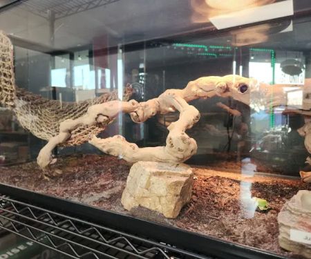San Diego Reptile Co.