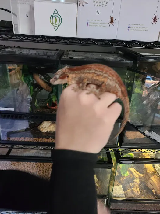 San Diego Reptile Co. Picture 5