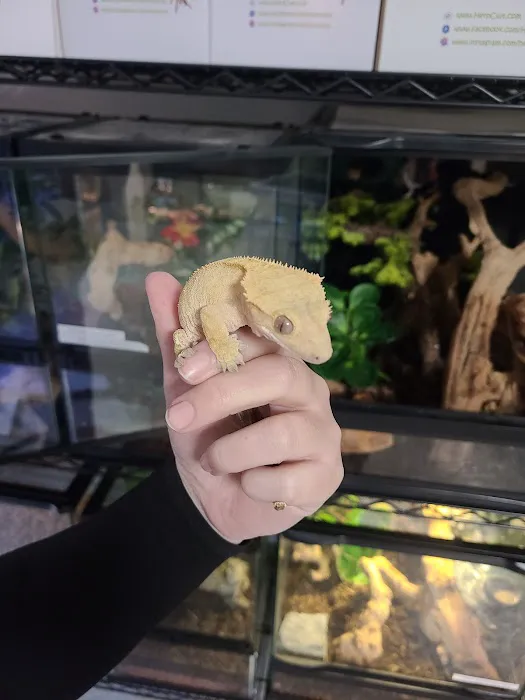 San Diego Reptile Co. Picture 4
