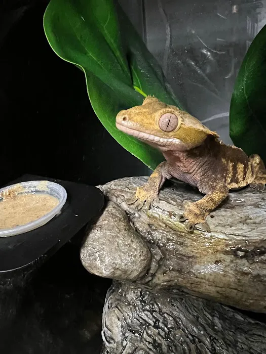 San Diego Reptile Co. Picture 9