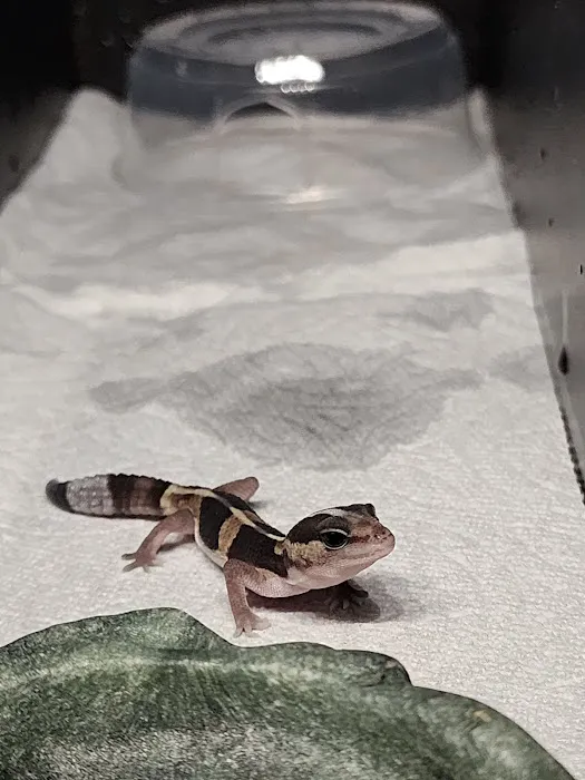 San Diego Reptile Co. Picture 7