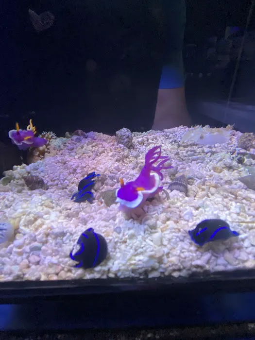 Art’s Underwater Reef Picture 7