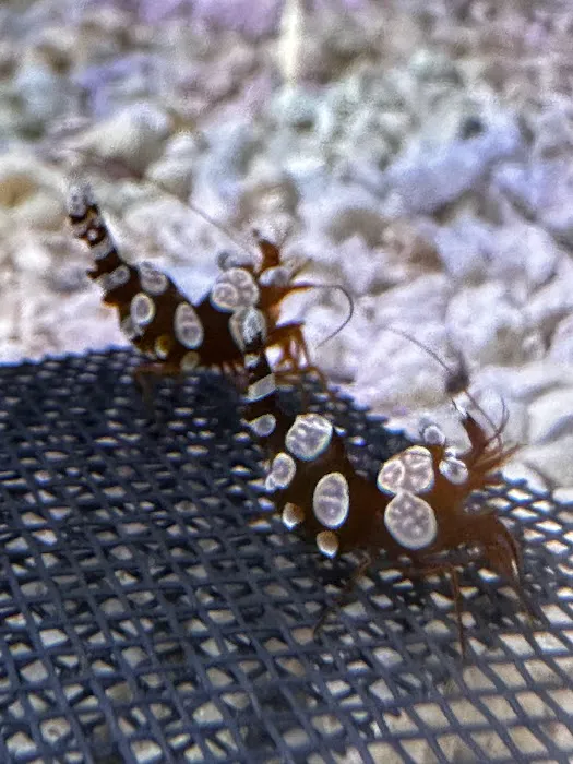 Art’s Underwater Reef Picture 8