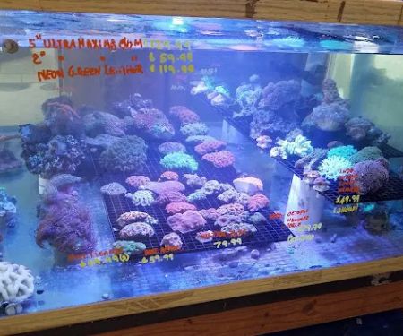Tropical Fish Incorporated