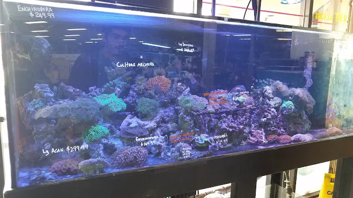 Tropical Fish Incorporated Picture 4