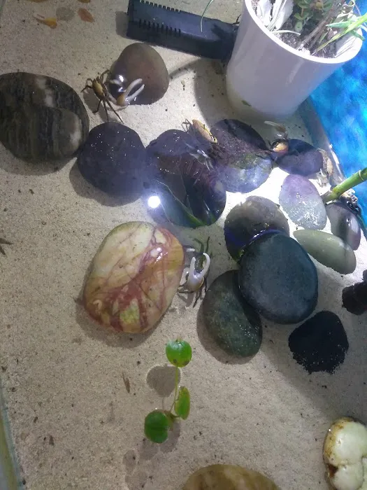 Tropical Fish Incorporated Picture 8