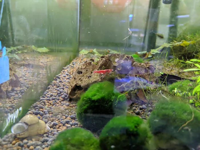 Tropical Fish Incorporated Picture 9