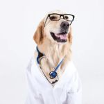 VCA Parkwood Animal Hospital