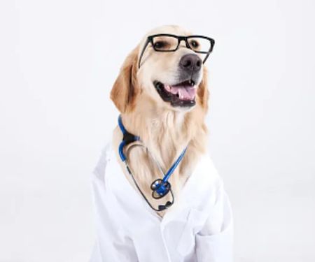 VCA Parkwood Animal Hospital
